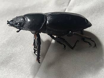 Amazon.co.jp: オオクワガタ 標本用 死虫 ⑫ 6頭セット : おもちゃ